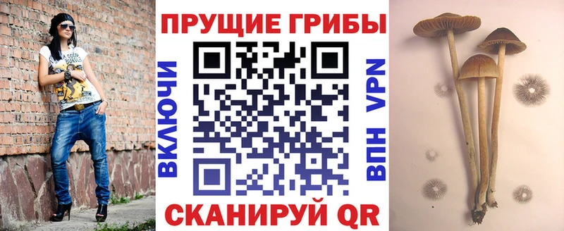 магазин  наркотиков  гидра   Псилоцибиновые грибы Psilocybine cubensis  Курильск 